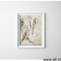 Vintageposteria.pl Plakat w stylu vintage plakat w stylu vintage mięśnie kończyn górnych da vinci - ogłoszenia A6.pl