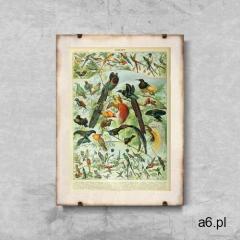 Plakat vintage Plakat vintage Ptaki Adolphe Millot - ogłoszenia A6.pl