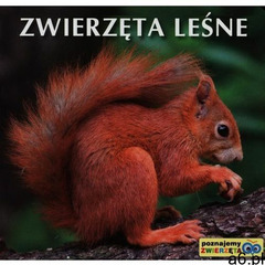 Zwierzęta Leśne (2013) - ogłoszenia A6.pl