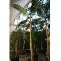 Dypsis lasteliana - ogłoszenia A6.pl