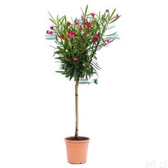 Oleander drzewo - ogłoszenia A6.pl