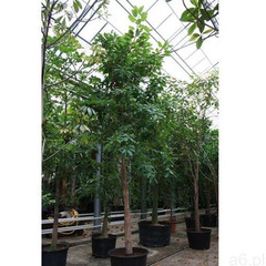 Ficus Andrew - ogłoszenia A6.pl
