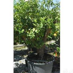Grapefruit - ogłoszenia A6.pl